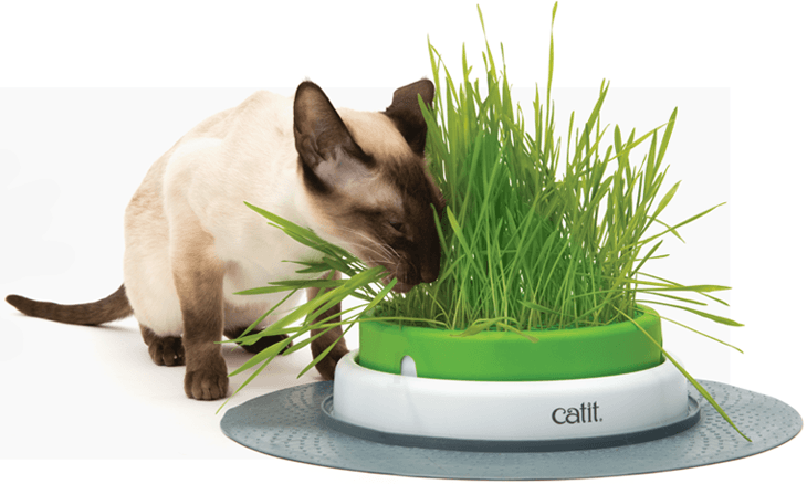 Senses 2.0 clearance cat grass kit