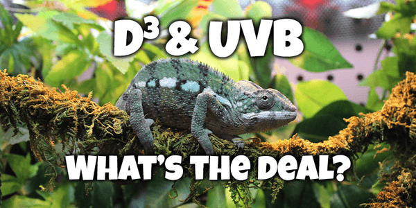 D3 and UVB, What’s the Deal? - Pisces Pet Emporium
