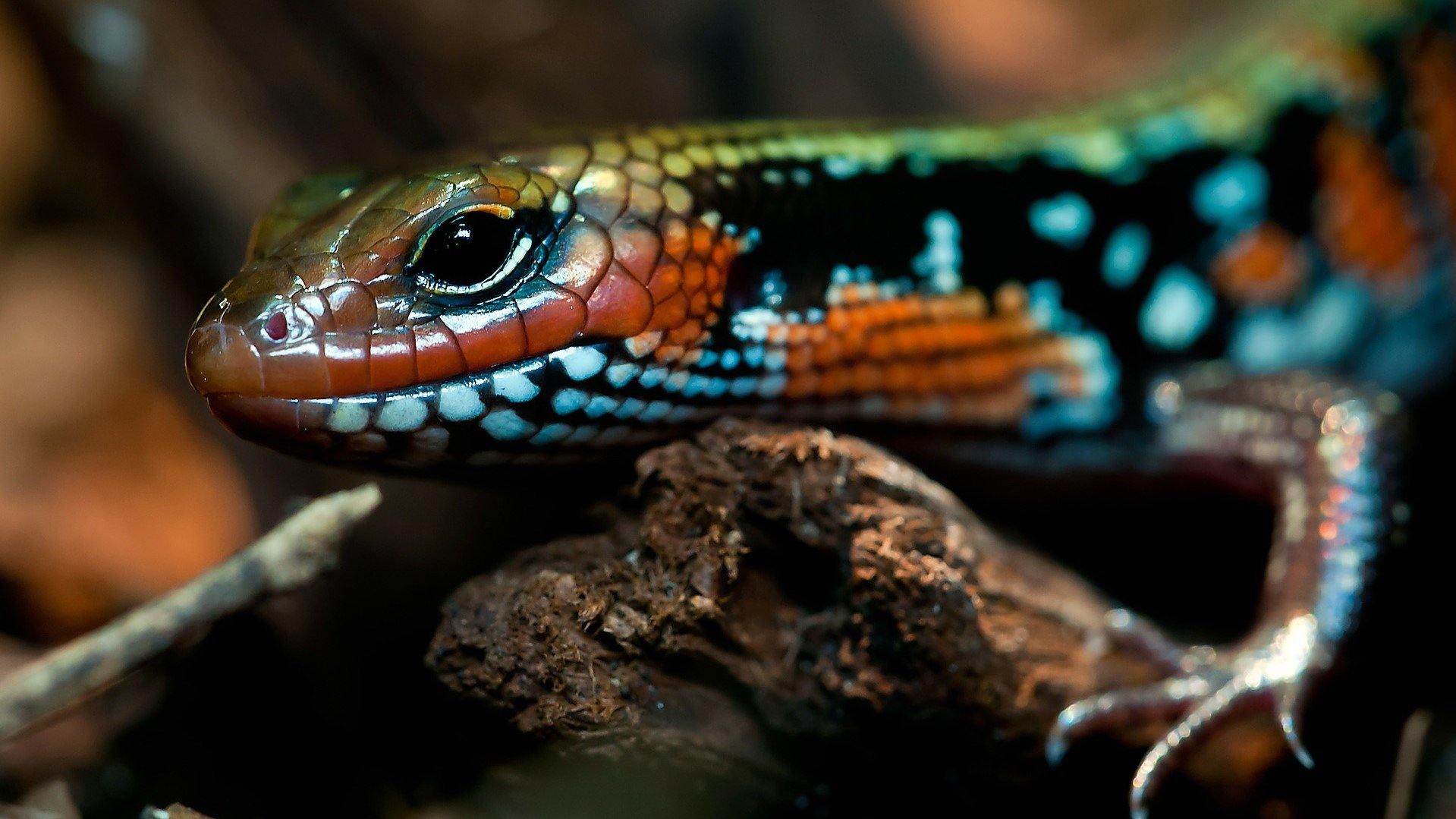 Choosing the Best Terrarium Substrate