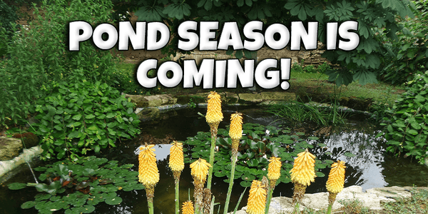 Pond Season Is Coming! - Pisces Pet Emporium