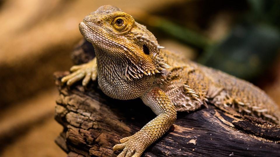 How to provide the BEST HEAT for your REPTILES 