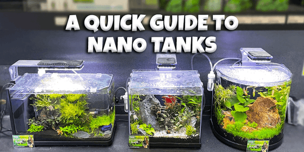 A Quick Guide to Nano Tanks - Pisces Pet Emporium