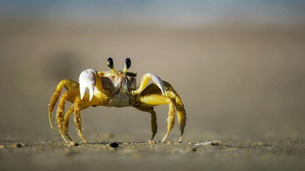 All About Freshwater Crabs - Pisces Pet Emporium