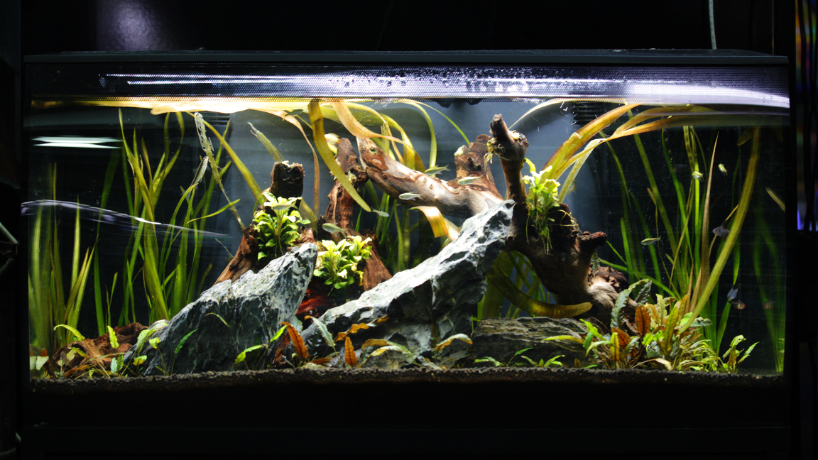 Mesh Aquarium Plant Moss, Aquarium Fish Tank Plants