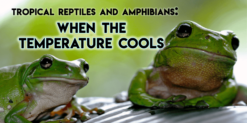 Tropical Reptiles and Amphibians: When the Temperature Cools