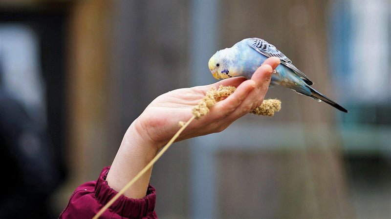 Caring for your First Budgie - Pisces Pet Emporium