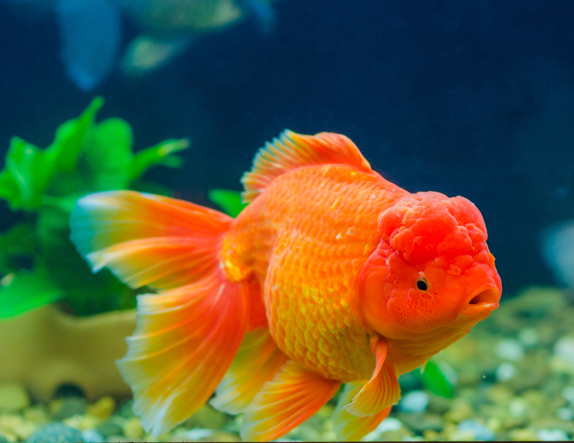 Illustration of Common Aquarium Cycle Mistakes