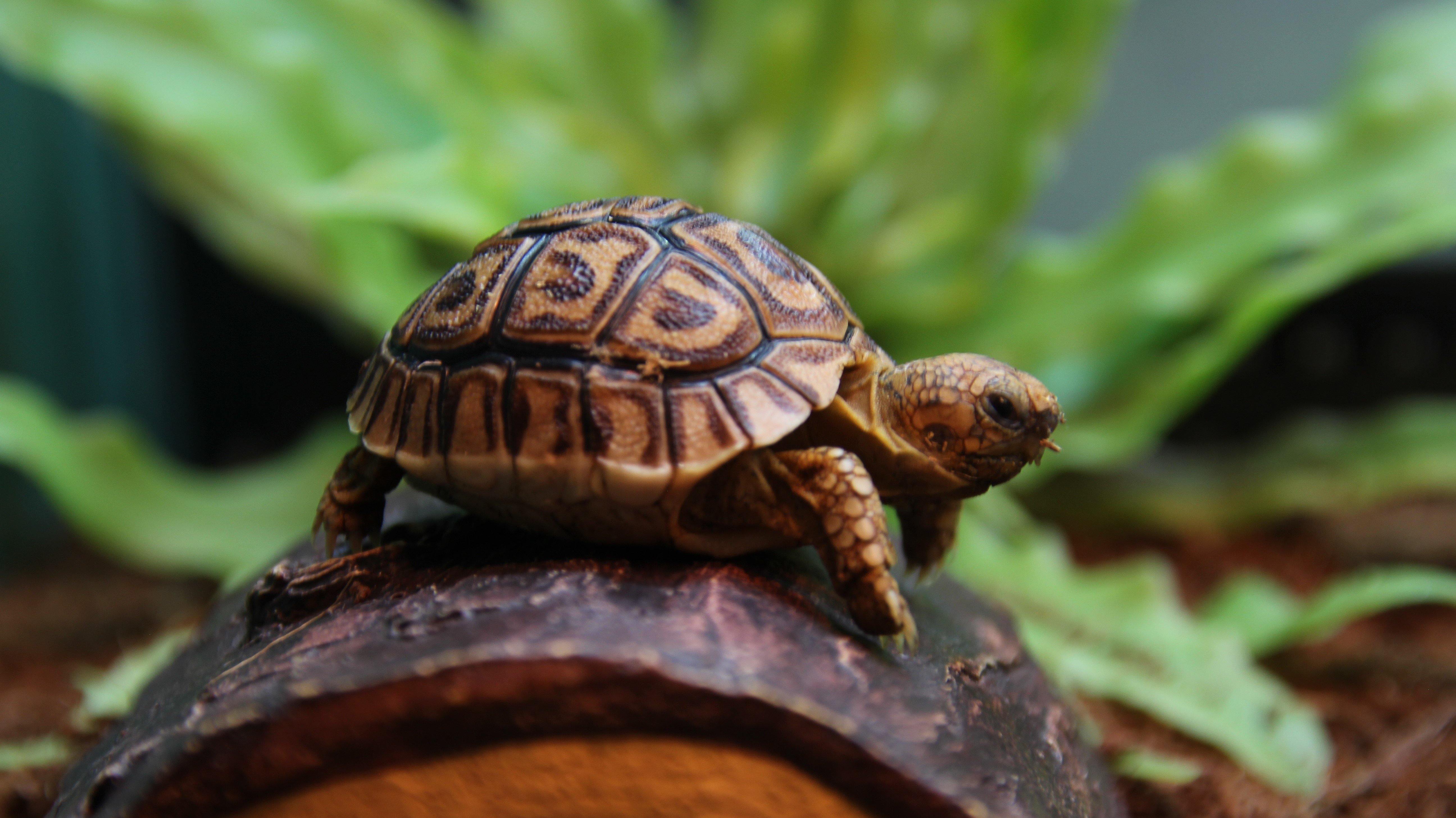 Pet Tortoise pet-tortoise