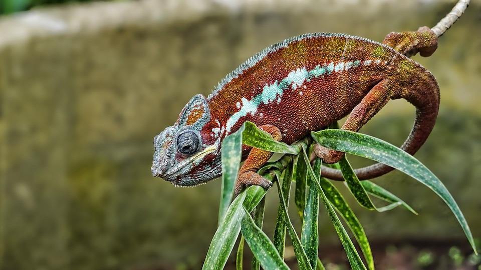 A Delicate Chameleon Displays Vivid Colors Under The Microscope