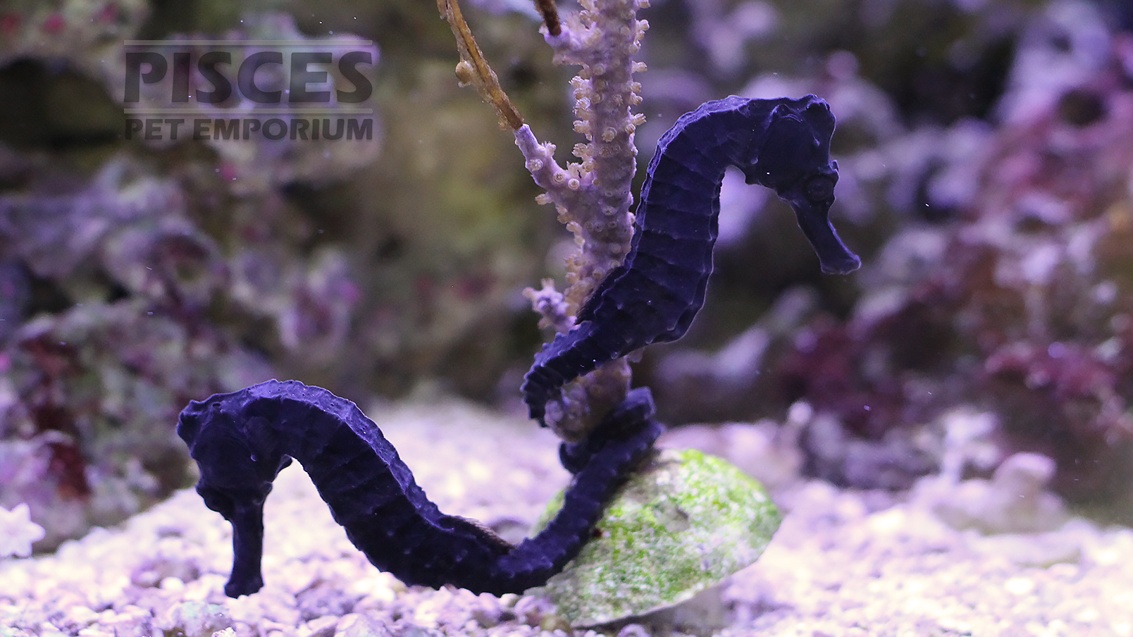 Taking care top of seahorses