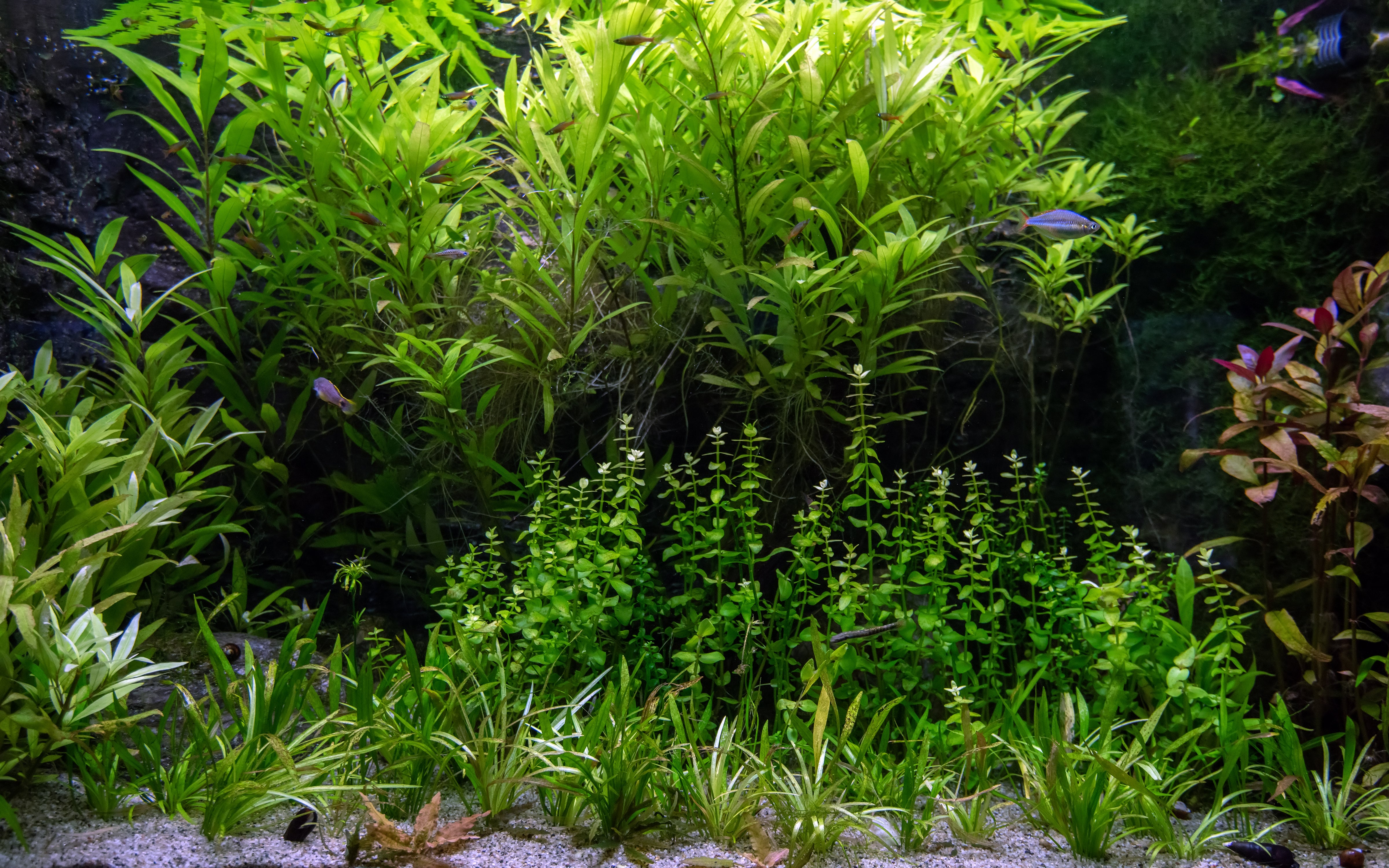Spiky Moss Large Mat Aquatic Plant for Planted Aquarium Tank