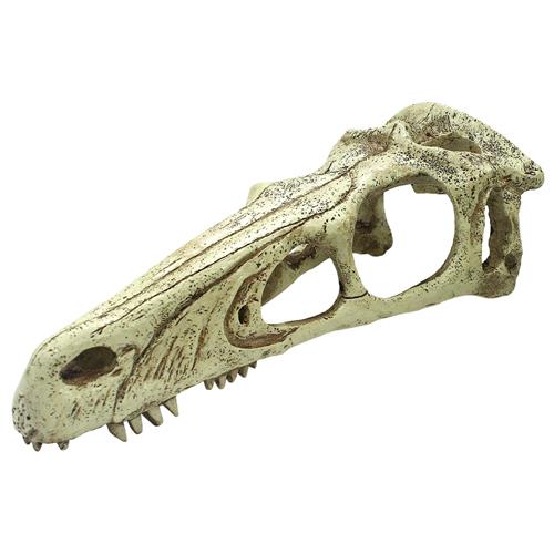 Komodo Raptor Skull Ornament XL