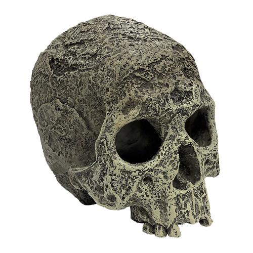 Komodo Human Skull Ornament - Textured