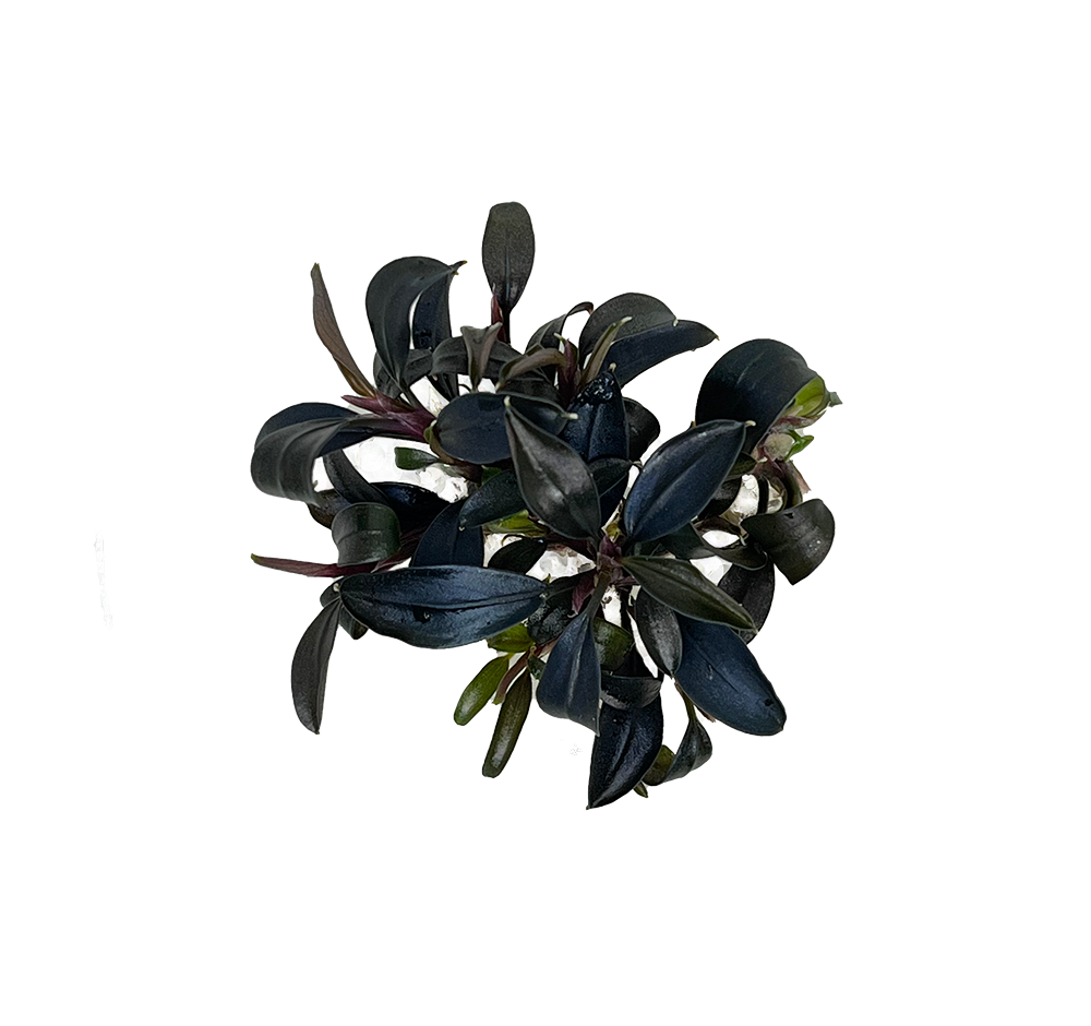 Bucephalandra sp.brownie Ghost west kali