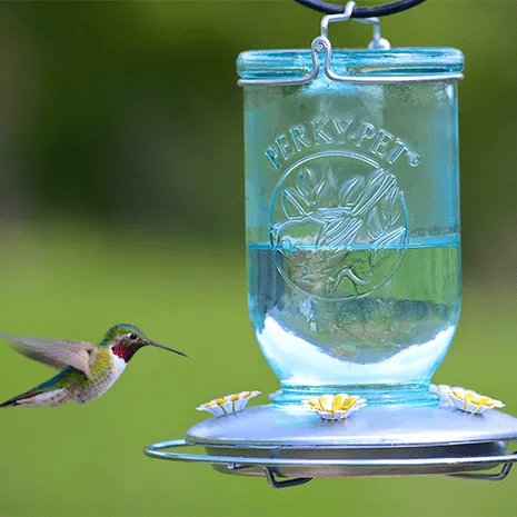 Perky Pet Mason Jar Hummingbird Feeder - Pisces Pet Emporium