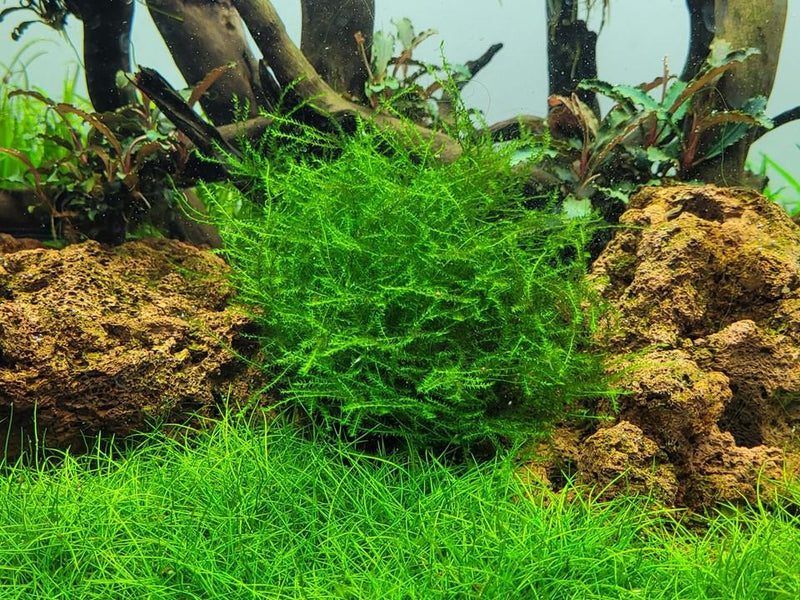 1-2-Grow! Leptodictyum riparium | Pisces Pet Emporium 