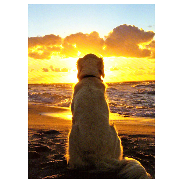 Avanti Dog Sitting On Beach At Sunset Pet Sympathy Card - Pisces Pet Emporium
