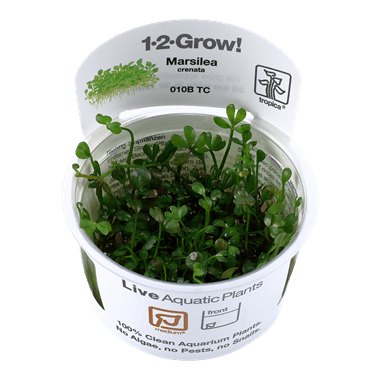 1-2-Grow! Marsilea crenata - Pisces Pet Emporium