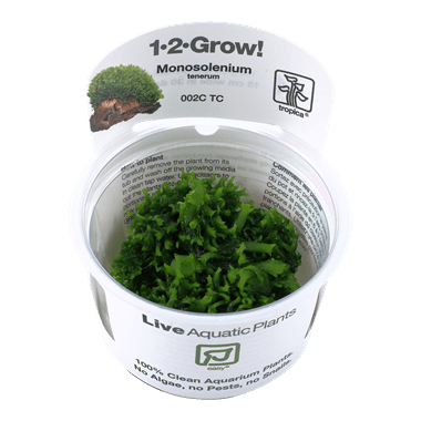 1-2-Grow! Monosolenium tenerum - Pisces Pet Emporium