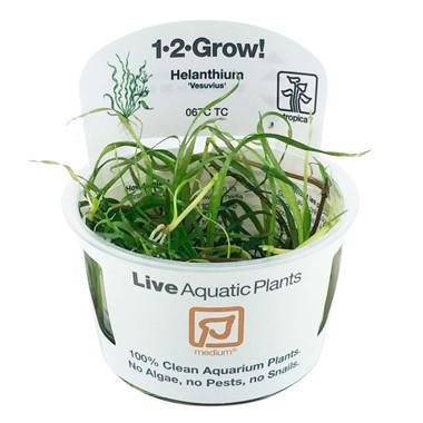 1-2-Grow! Helanthium bolivianum 'Vesuvius' - Pisces Pet Emporium