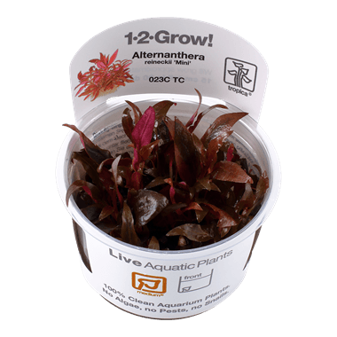 1 2 grow aquarium plants 1-2-Grow! Alternanthera reineckii 'Mini'