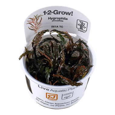 1-2-Grow! Hygrophila pinnatifida - Pisces Pet Emporium