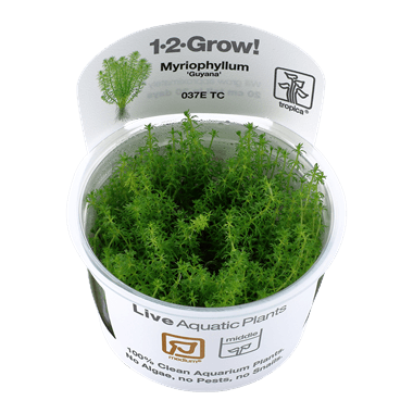1-2-Grow! Myriophyllum guyana - Pisces Pet Emporium