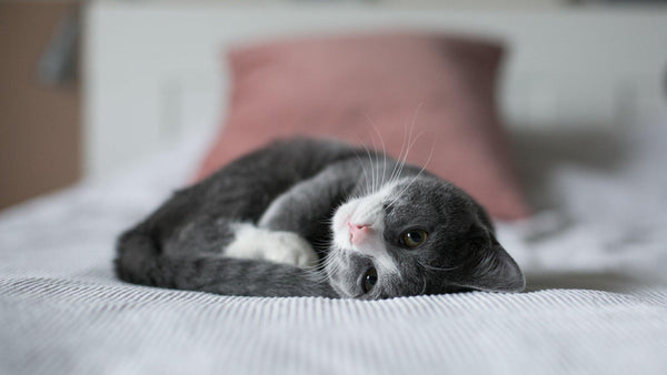 Cats Help Improve Your Mental Health - Pisces Pet Emporium