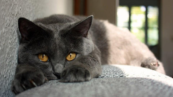 Kitten Nightmares: How to Stop Furniture Scratching! - Pisces Pet Emporium