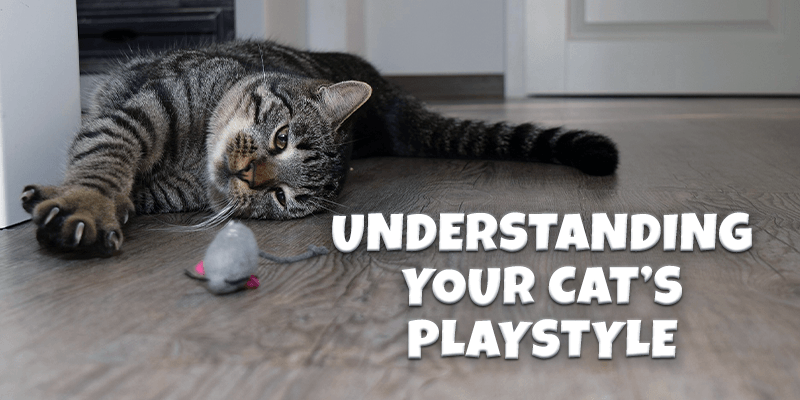 Understanding Your Cat’s Playstyle - Pisces Pet Emporium