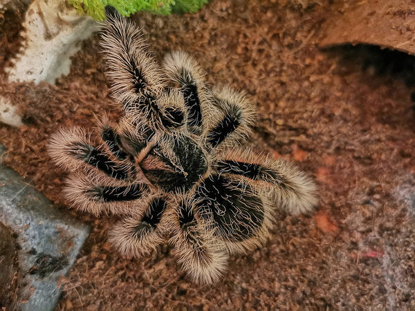 The Curly Hair Tarantula: A Fuzzy Friend for Arachnid Enthusiasts