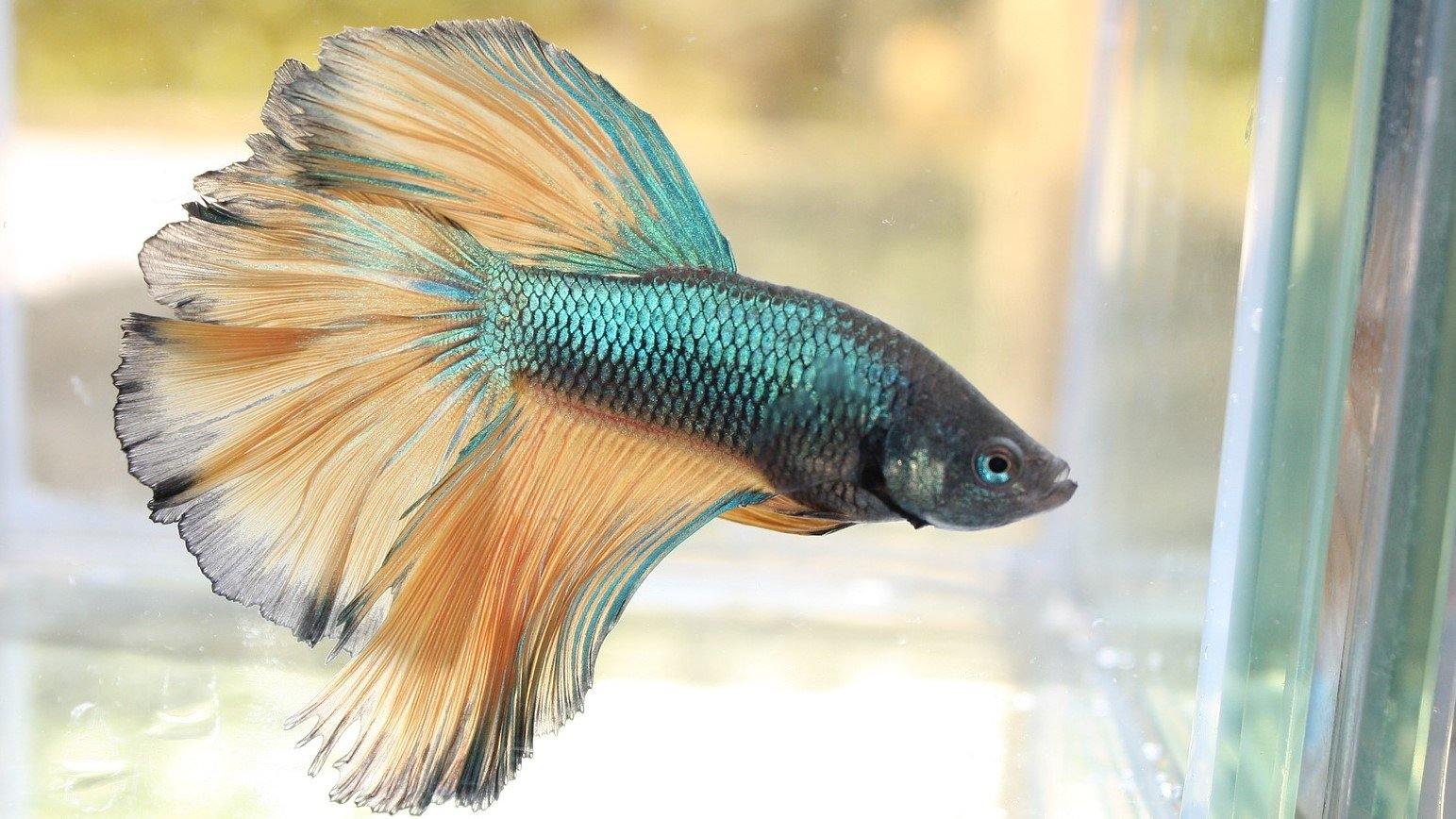 Betta Bench Creating a Picture Perfect Betta Home