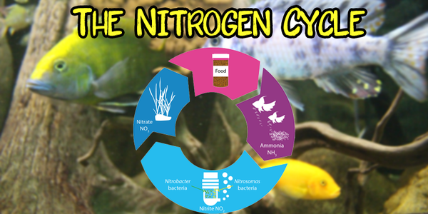 The Nitrogen Cycle - Pisces Pet Emporium