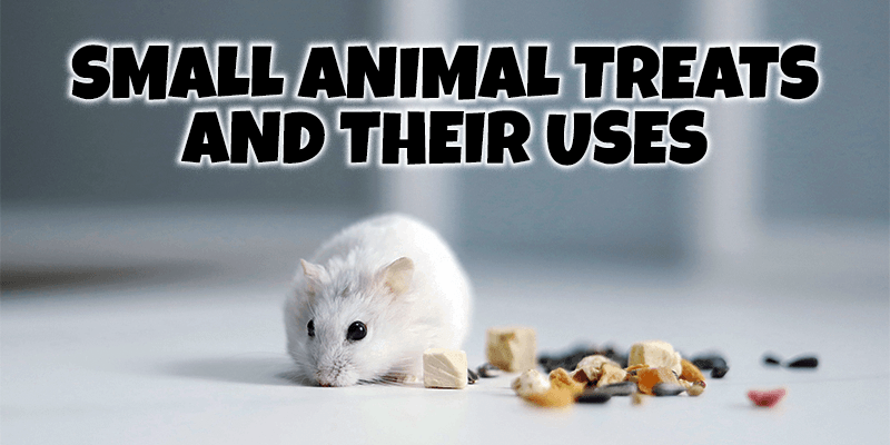 Small Animal Treats and Their Uses - Pisces Pet Emporium