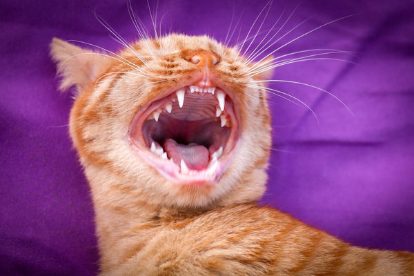 6 Tips to Better Your Cats Dental Hygiene! - Pisces Pet Emporium
