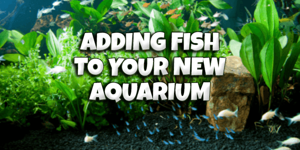 Adding Fish to Your New Aquarium - Pisces Pet Emporium