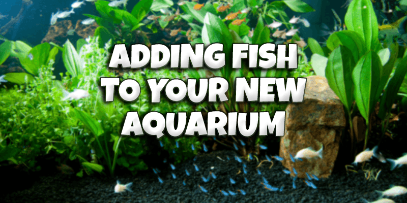 Adding Fish to Your New Aquarium