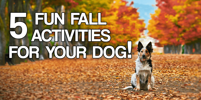 5 Fun Fall Activities for Your Dog - Pisces Pet Emporium