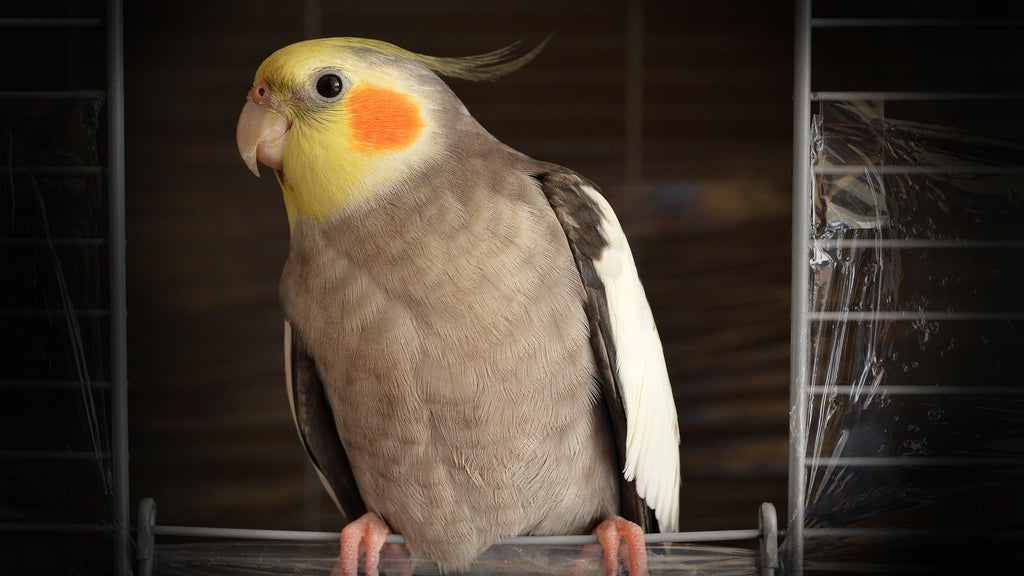 267766ab0972edcd5dbd82045a4e5f