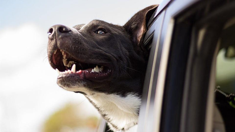 Road Trip Guidance for Travelling Pups! - Pisces Pet Emporium