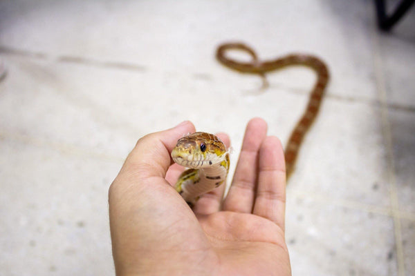 Owning Your First Pet Snake! - Pisces Pet Emporium