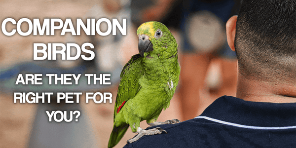 Is a Companion Bird the Right Pet for You? - Pisces Pet Emporium