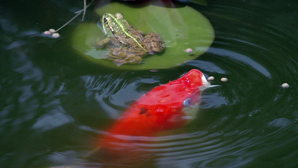 Keeping Koi in Your Backyard Pond! - Pisces Pet Emporium
