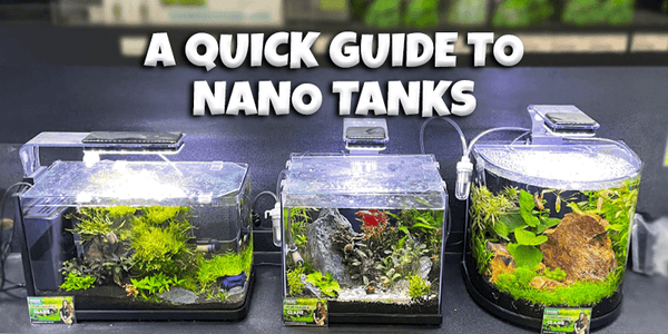 A Quick Guide to Nano Tanks