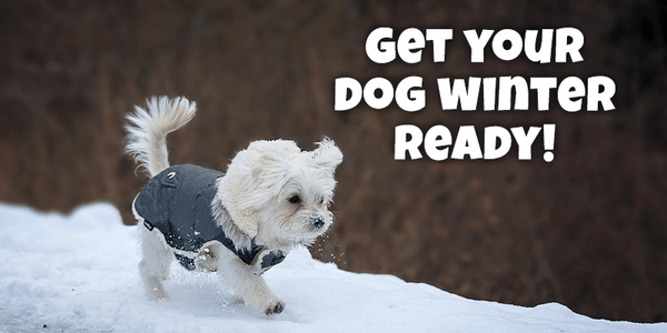 5 Essentials to Help Your Dog Through Winter - Pisces Pet Emporium