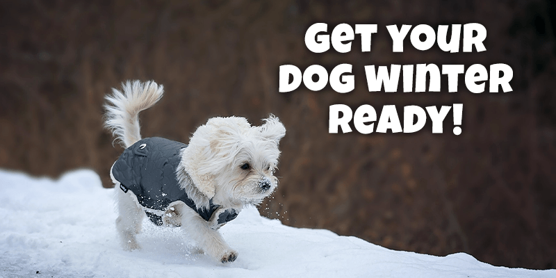 5 Essentials to Help Your Dog Through Winter - Pisces Pet Emporium