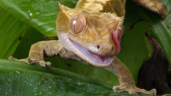 Why Crested Geckos are the BEST Geckos! - Pisces Pet Emporium