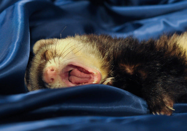 What to Know as a First Time Ferret Parent! - Pisces Pet Emporium
