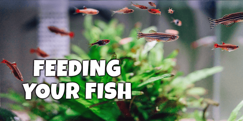 Feeding Your Fish - Pisces Pet Emporium
