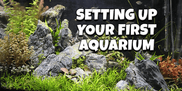 Setting Up Your First Aquarium - Pisces Pet Emporium